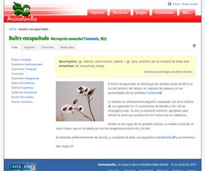 Buitre encapuchado (Necrosyrtes monachus)