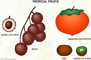 Tropical fruits (3)  (Visual Dictionary)