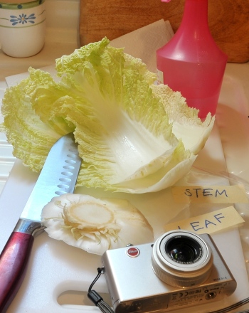 Regrow Cabbage: Vegetative Reproduction and Cloning Plants