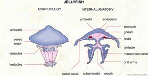 Jellyfish  (Visual Dictionary)