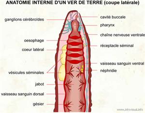 Anatomie interne d'un ver de terre (coupe latérale) (Dictionnaire Visuel)