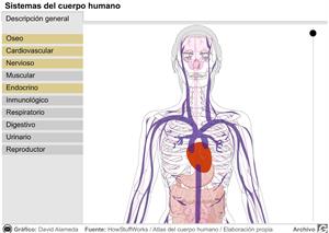 Sistemas del cuerpo humano (elmundo.es)
