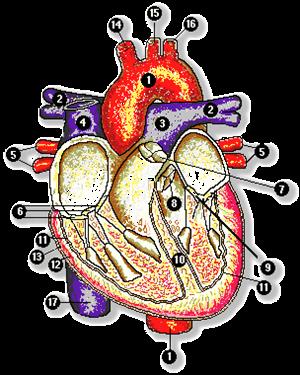 El aparato circulatorio (uc.cl)