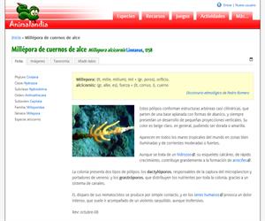 Millépora de cuernos de alce (Millepora alcicornis )