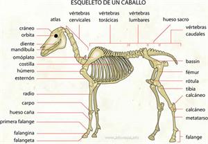 Esqueleto de un caballo (Diccionario visual)