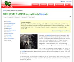 Ardilla terrestre de California (Otospermophilus beecheyi)
