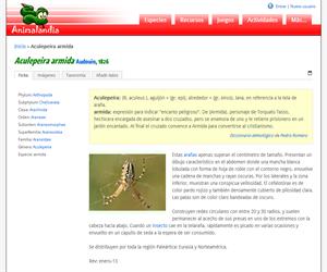 Aculepeira armida (Aculepeira armida)