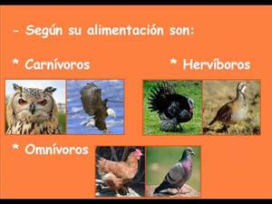 Clasificación y características de los vertebrados