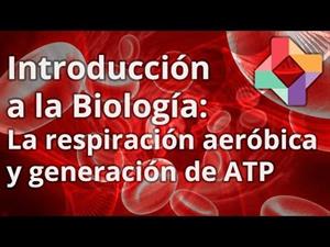 La respiración celular aeróbica y generación de ATP