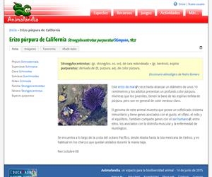 Erizo púrpura de California (Strongylocentrotus purpuratus)