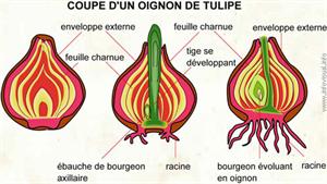 Oignon de tulipe (Dictionnaire Visuel)
