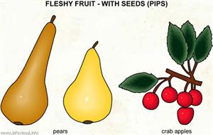 Fleshy fruit - with seeds (2)  (Visual Dictionary)