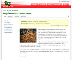 Gorgonia sarmentosa (Lophogorgia sarmentosa)