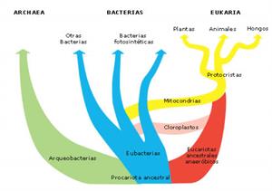 Las bacterias por Isabel Etayo Salazar