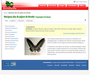 Mariposa alas de pájaro de Brooke (Trogonoptera brookiana)
