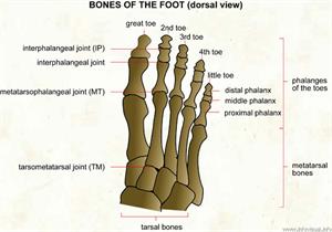 Bones of the foot  (Visual Dictionary)