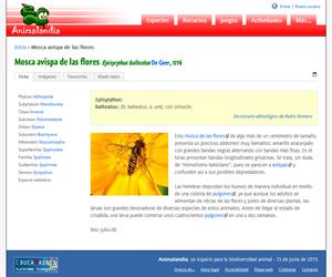 Mosca avispa de las flores (Episyrphus balteatus)