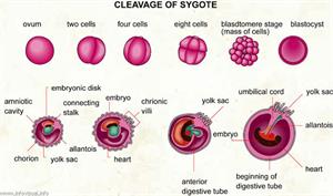 Cleavage of a sygote  (Visual Dictionary)