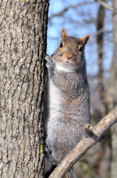 Squirrels and Their Surroundings: The Relationship Between Camouflage and Habitat
