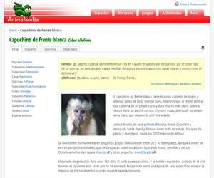 Capuchino de frente blanca (Cebus albifrons)