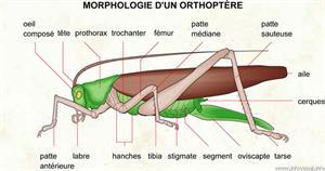 Orthoptère (Dictionnaire Visuel)