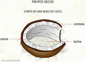 Nuez de coco (Diccionario visual)