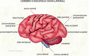 Cerebro (Diccionario visual)