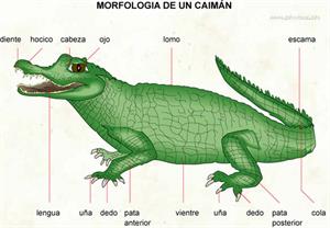 Caimán (Diccionario visual)