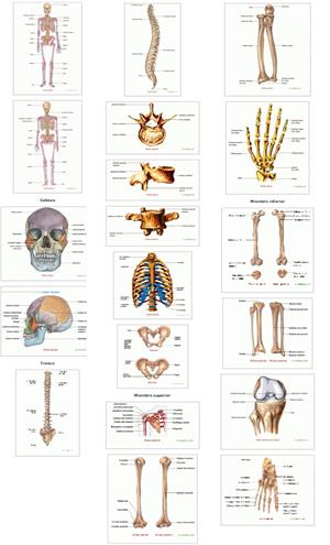 Esqueleto humano, cabeza, tronco y extremidades. Saludalia