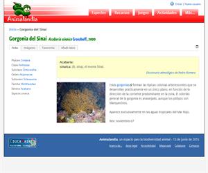 Gorgonia del Sinaí (Acabaria sinaica)