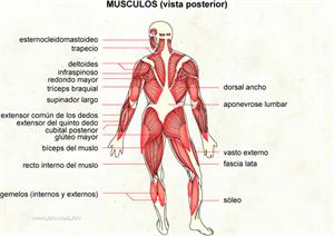 Musculos (vista posterior) (Diccionario visual)