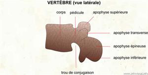 Vertèbre (vue latérale) (Dictionnaire Visuel)