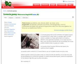 Cormorán guanay (Phalacrocorax bougainvillii)