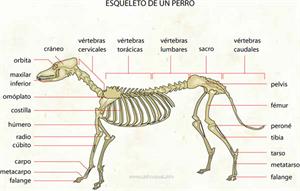 Esqueleto de un perro (Diccionario visual)