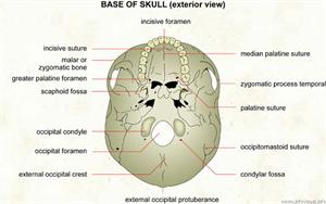 Base of skull (exterior view)  (Visual Dictionary)