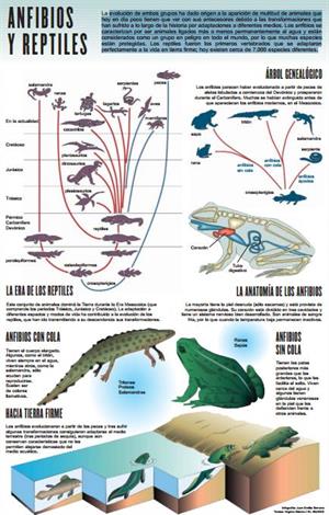 Anfibios y reptiles. El primer reptil marino anfibio. Infografía de elmundo.es