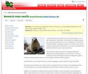 Marmota de vientre amarillo (Marmota flaviventris)