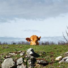 Uruguay ganadero: bovinos
