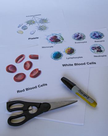 A Study of Blood Cells