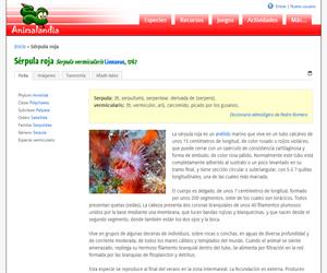 Sérpula roja (Serpula vermicularis)