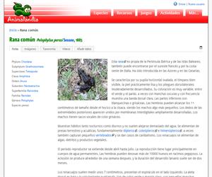 Rana común (Pelophylax perezi)