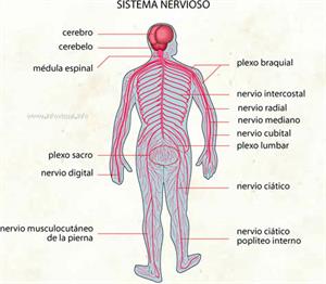 Sistema nervioso (Diccionario visual)
