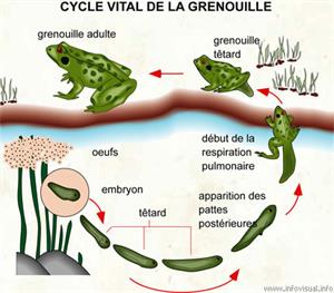 Cycle vital de la grenouille (Dictionnaire Visuel)