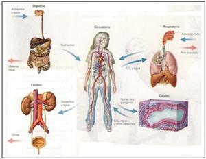 Aparatos digestivo y respiratorio