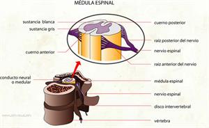 Médula espinal (Diccionario visual)