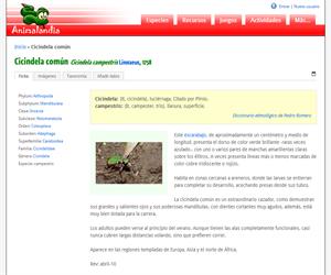 Cicindela común (Cicindela campestris )