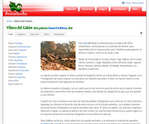 Víbora del Gabón (Bitis gabonica)
