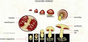 Ciclo del hongo (Diccionario visual)