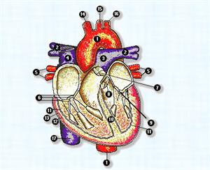 Anatomía del aparato circulatorio