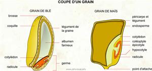 Grain (Dictionnaire Visuel)